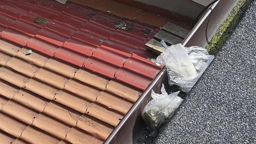 Na dole uprawa pomidorów i konopi indysjkich pod folią, a na górze dwa foliowe worki z ziołem. Była to prężna hodowla marihuany, za którą został zatrzymany 24 letni mieszkaniec Gdańska.