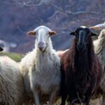 Dla dwóch stad owiec, które pasły się w Grecji była to z pewnością wyżerka życia. Zjadły one bowiem 300 kg konopi indyjskich z plantacji w zlokalizowanej w Almyros i przeznaczonej do produkcji medycznej marihuany.